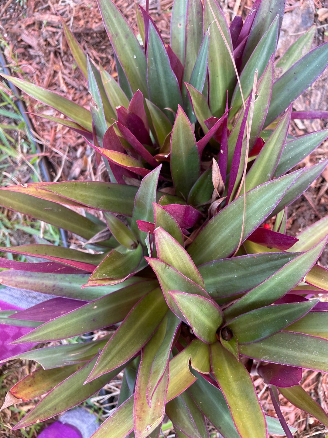 Dwarf Oyster Plant, Moses in a Cradle Tradescantia Spathacea 'dwarf' 3