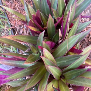 Dwarf Oyster plant, Moses in a cradle Tradescantia spathacea &#39;Dwarf&#39; 3 bare rooted