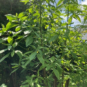 Bitter Leaves 2oz /Dry Bitter Leaves