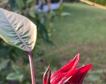 Hibiscus Tea Dried Hibiscus Flower perfect for Hibiscus Tea loose leaf, Mexican Agua Fresca, Flor de Jamaica, Hibiscus Flowers, Sorrel