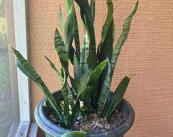 Sansevieria Trifasciata, Planta Serpiente de 3 Raíces, Purificadora de Aire