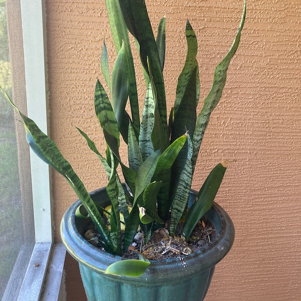 Sansevieria trifasciata, 3  Rooted  Snake Plant, Mother in Law tongue, Air purifier, indoor outdoor plant, grows in potted soil or in water