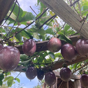 Friedrich Passionsfrucht-Samen Passiflora Edulis 2 Gramm 20+Samen