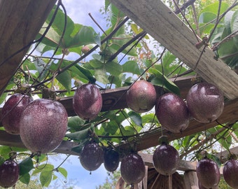 Frederick Passion fruit seeds Passiflora Edulis 2 grams 20+seeds