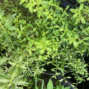 Puede incluir: Primer plano de una planta en maceta con hojas verdes exuberantes. La planta crece en una maceta negra y está rodeada de otras plantas.