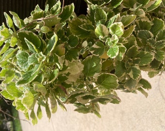 Pineapple mint plant rooted plant  6&quot; long   2 count bare roots Grown IN USA Organic