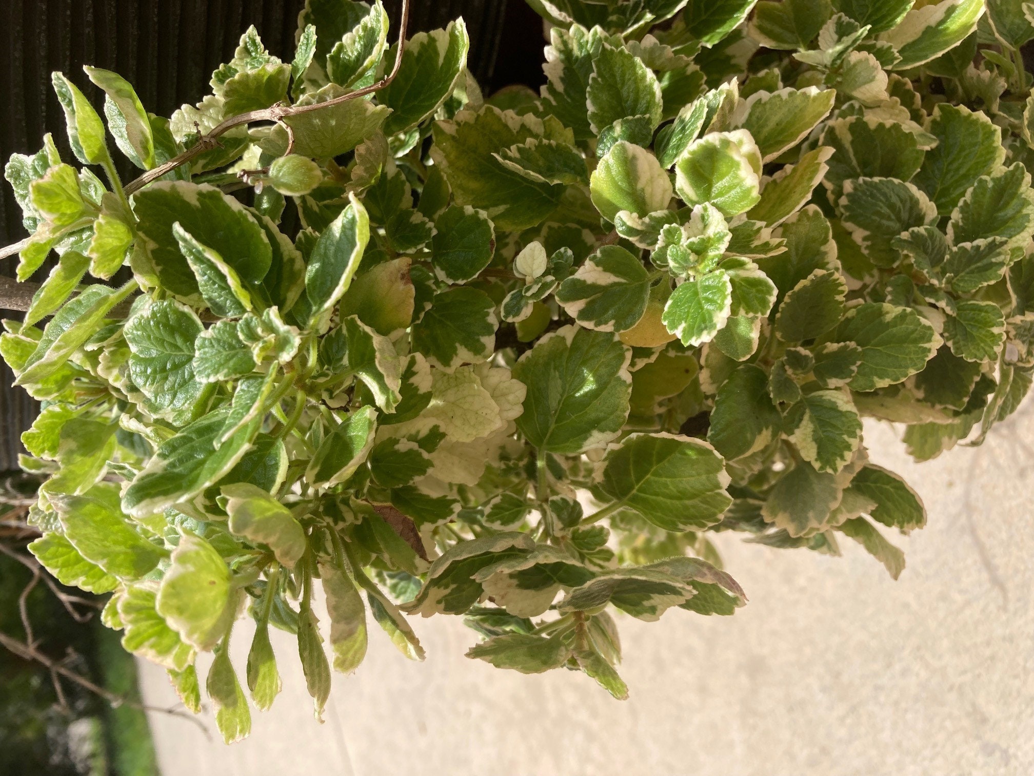 Pineapple Mint Plant Rooted Plant 6 Long 2 Count Bare Etsy