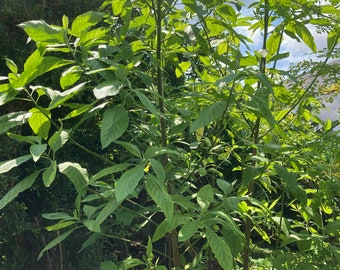 3 Bitter leaf stems  rooted   for planting/ or 4 cutting for planting