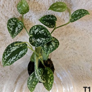 Scindapsus Tricolor 3 plants in 2.5 inch pot well rooted and established.