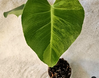 Monstera Aurea Marilyn (Large Form) In 4" Inch Pot.