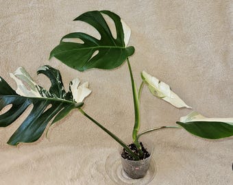 Monstera Borsigiana Albo healthy well rooted plant in 4" inch pot