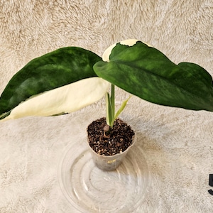 May include: A small variegated plant with two large, heart-shaped leaves featuring a distinct split of deep forest green and creamy white coloration. The plant is potted in a clear plastic cup filled with dark soil, and the number 55 is visible.