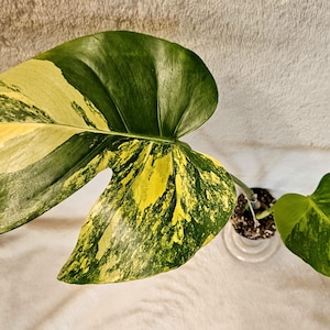 ichthus philodendron Philodendron Hederaceum 'Rio' – The Groovy Plants Ranch LLC main image 0
