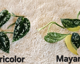 Scindapsus Matcha (maharlika); Green on Green - Exact Plant; US