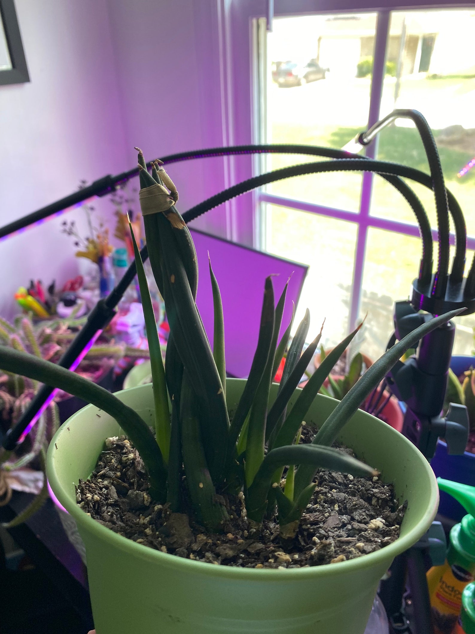 Dragon fingers snake plant pups Etsy