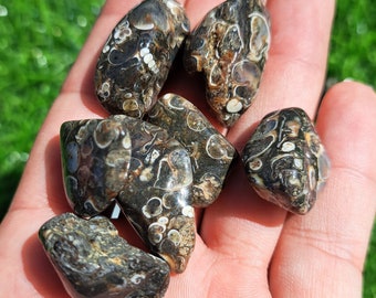 Cristal d'agate Turritella naturelle - Beauté fossile unique : pour les collectionneurs et les passionnés de spiritualité