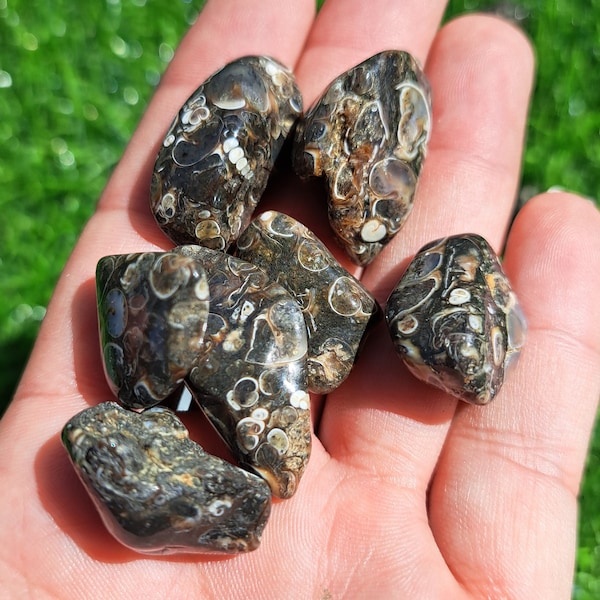 Natural Turritella Agate Crystal Tumble - Unique Fossil Beauty: for Collectors and Spiritual Enthusiasts