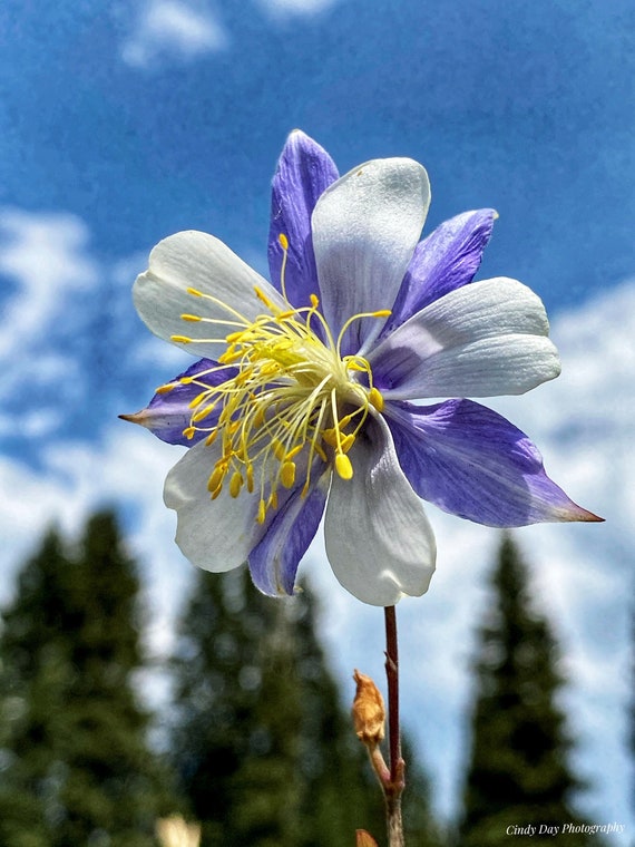 Colorado's Wildest Flower