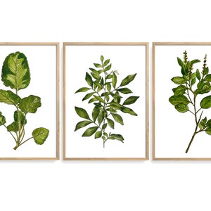 Watercolor Botanical Print Set of 3 Printable Leaves Watercolor Illustration Wall Art Plant Poster Home Decor Gift Instant Digital Download image 5