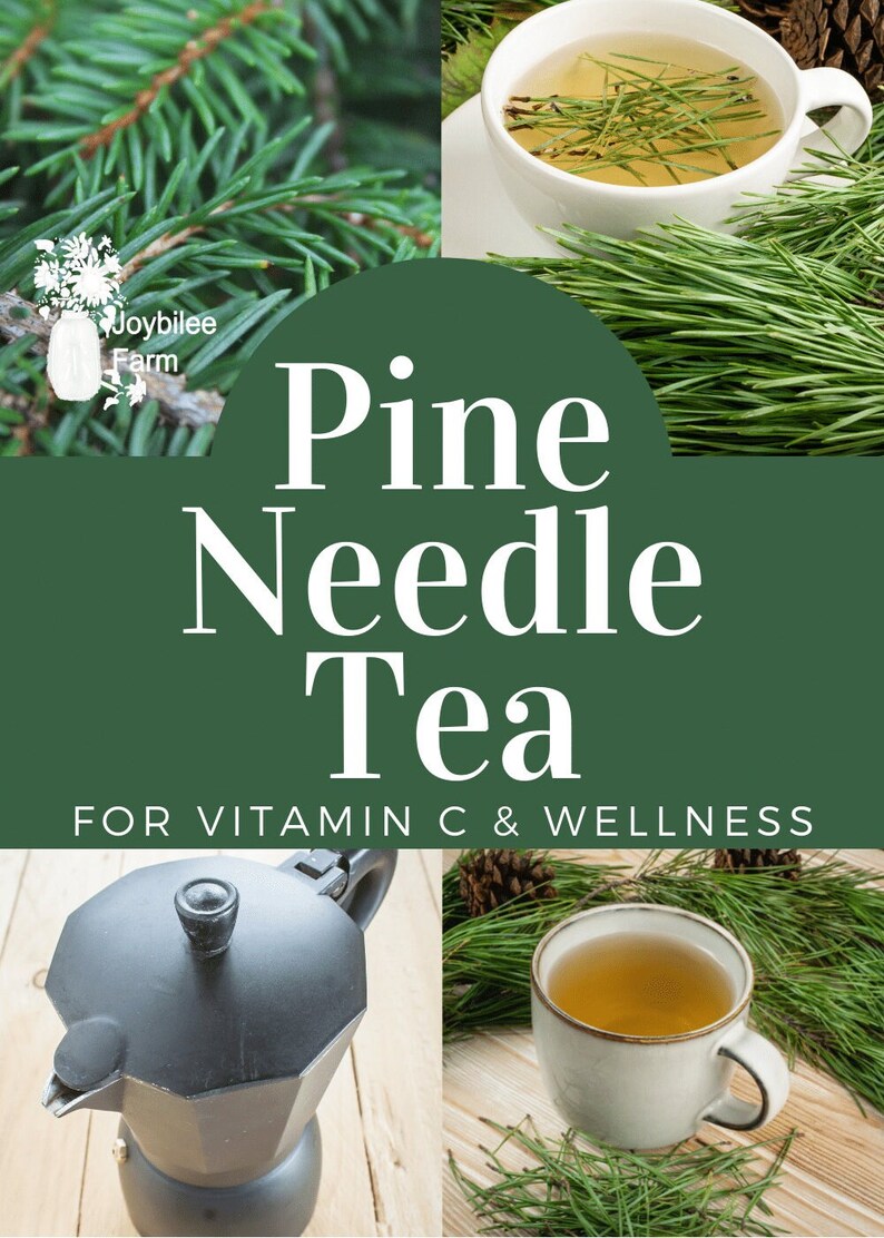 Fresh Scots Pine Needle Tea pinus Sylvestris Wild Foraged, Small Batch