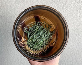 Fresh Scots pine needle tea (Pinus sylvestris) wild foraged, small batch tea, from Scotland, Scotch pine tea, botanical fragrant herbal tea