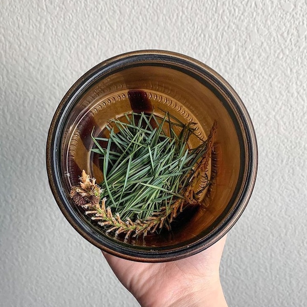 Fresh Scots pine needle tea (Pinus sylvestris) wild foraged, small batch tea, from Scotland, Scotch pine tea, botanical fragrant herbal tea