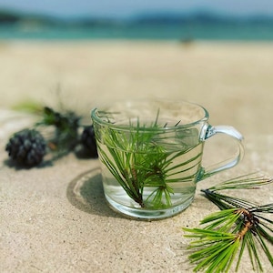 Fresh White Pine Needles - Wild Harvested, Pine |Needle Tea, Herb, Healthy Pine Needles Tea, Fresh and Organic