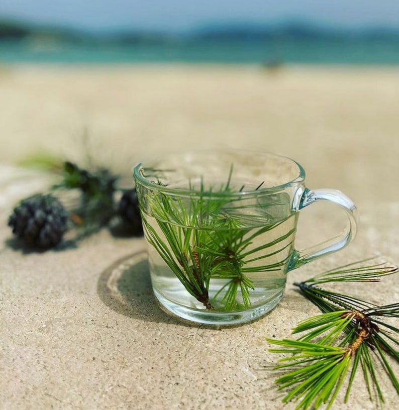 Fresh White Pine Needles Wild Harvested, Pine needle Tea, Herb, Healthy