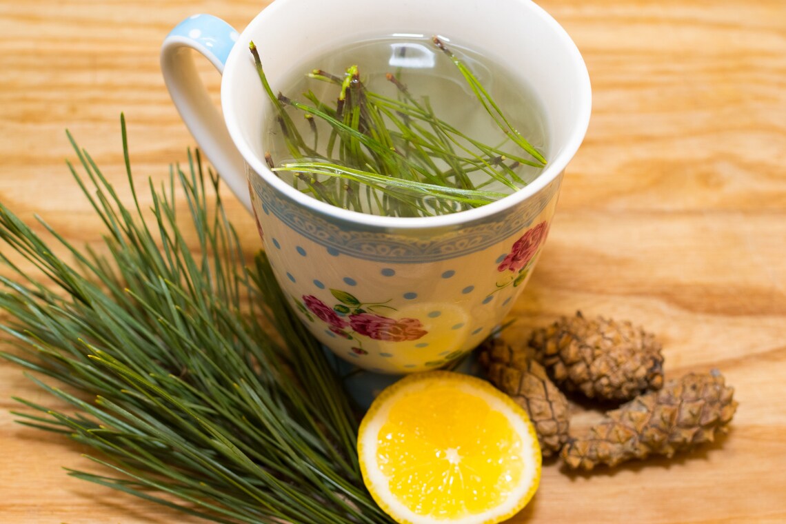 Organic WHITE PINE Needle TEA Bags Wild Eastern White Pine Etsy