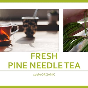 100% Organic Fresh Pine Needles, Eastern White Pine Needles, Natural immunity Tea Virus Fighter Wild, Skin care, Pine needles tea, Fresh