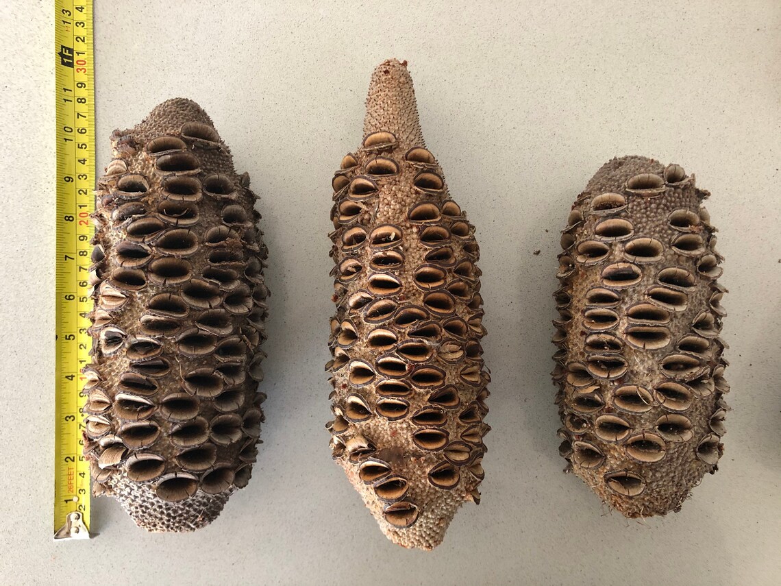 Banksia Pod for Woodturning Banksia Grandis Banksia Seed Etsy