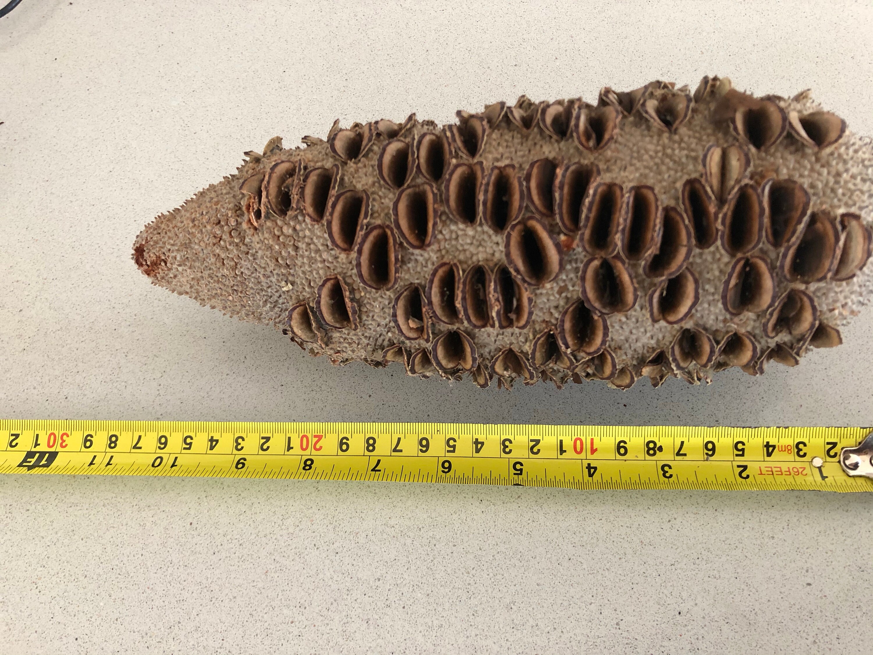 Banksia Pod for Woodturning Banksia Grandis Banksia Seed Etsy