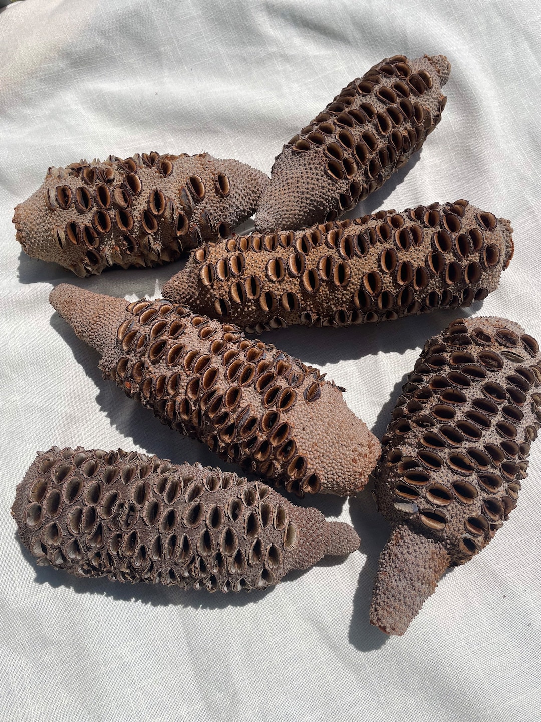 Banksia Pods 20 Etsy Australia