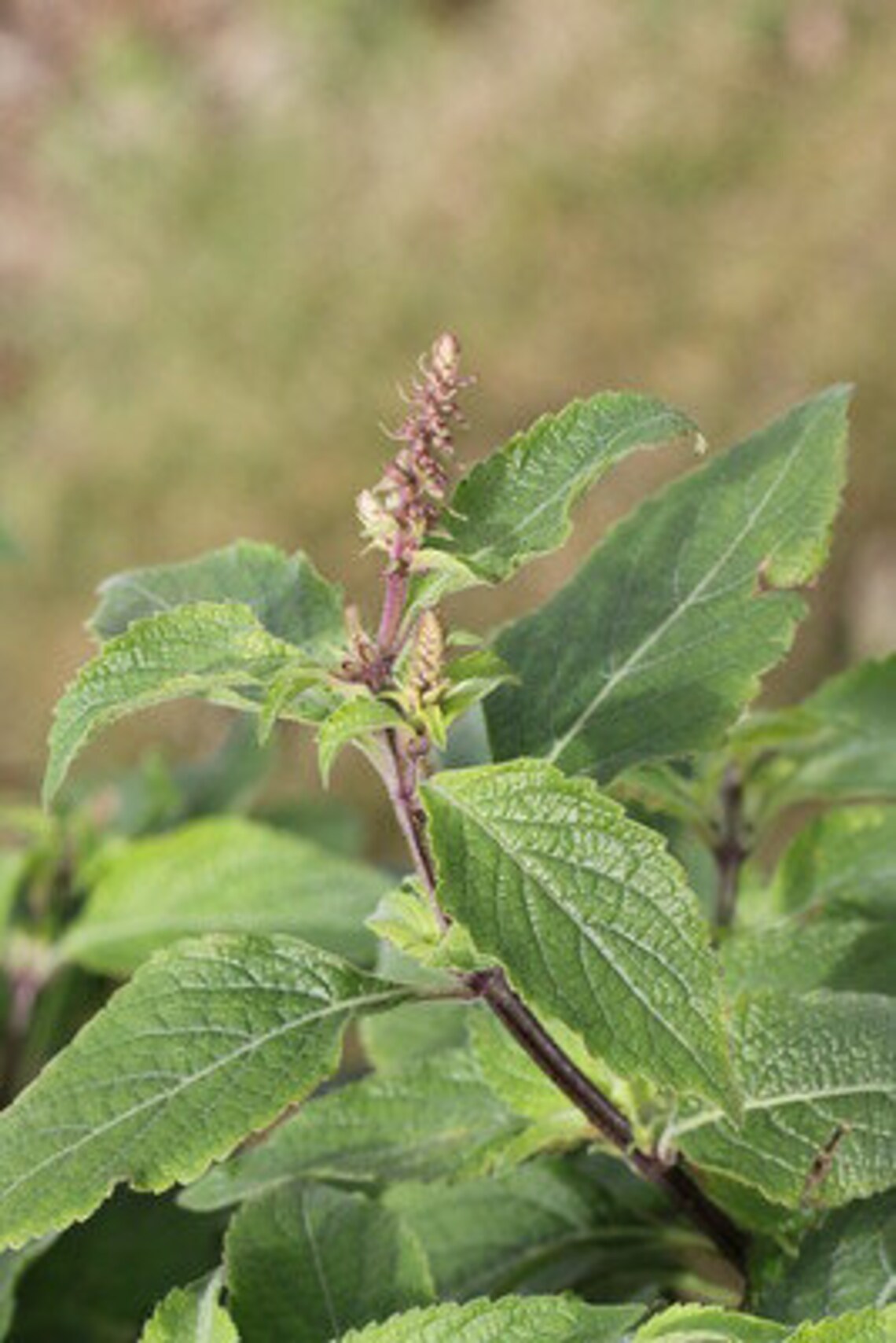 Holy Basil tulsi Vana Variety Organic Ocimum Etsy