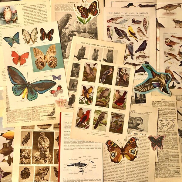 Birds and Butterflies ephemera. All originals, not photocopies.. Butterfly and Bird encyclopedia pages for junk journals, art, display..