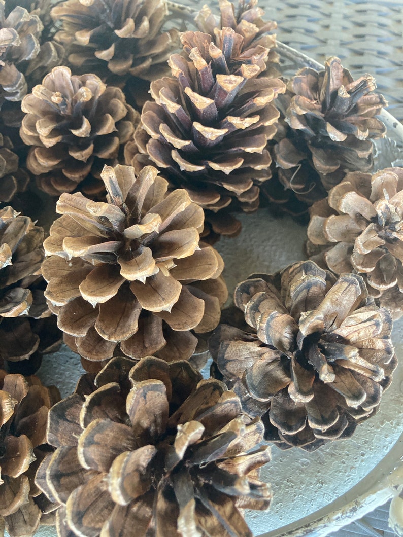 Jeffrey Pine Cones From Montana Handpicked. Lot of 12 Cones. Etsy