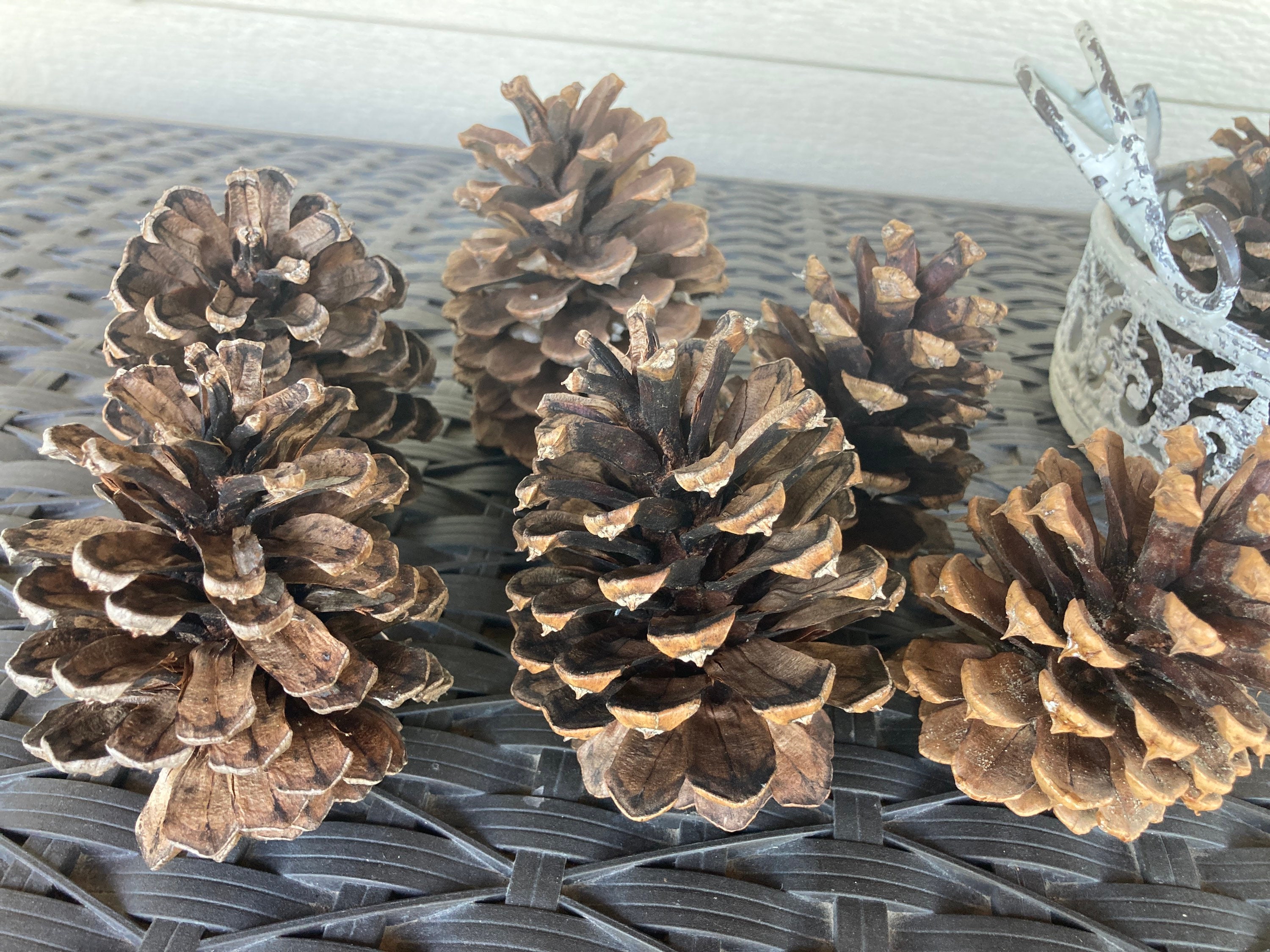 Jeffrey Pine Cones From Montana Handpicked. Lot of 12 Cones. Etsy