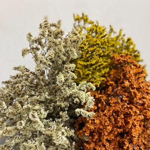 Preserved Dyed Limonium Sinensis/Preserved Crystal Flower/Flower Bunch for DIY Arrangements/Flower Bundle/Craft/Home Decor