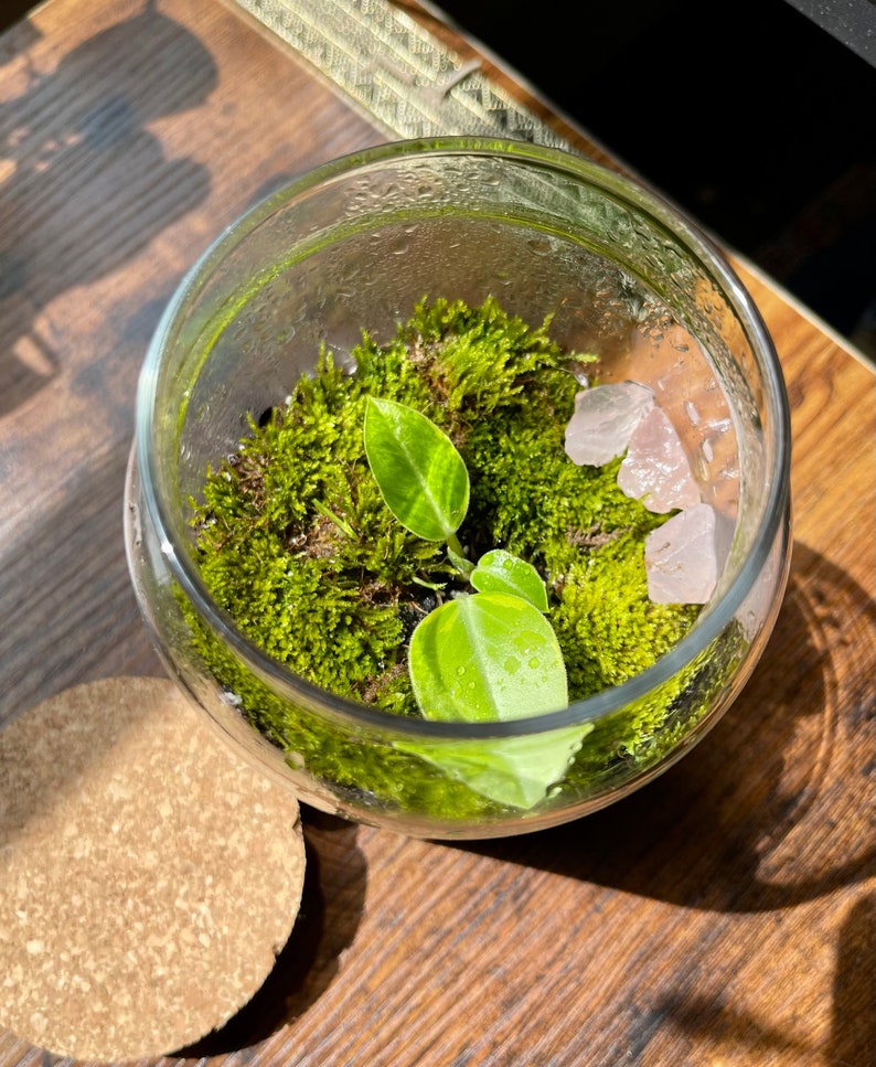 May include: A small terrarium in a clear glass bowl, featuring vibrant green moss, small green plants, and several pieces of pink quartz. A cork lid sits beside the bowl on a wooden surface. The terrarium is a miniature indoor garden.