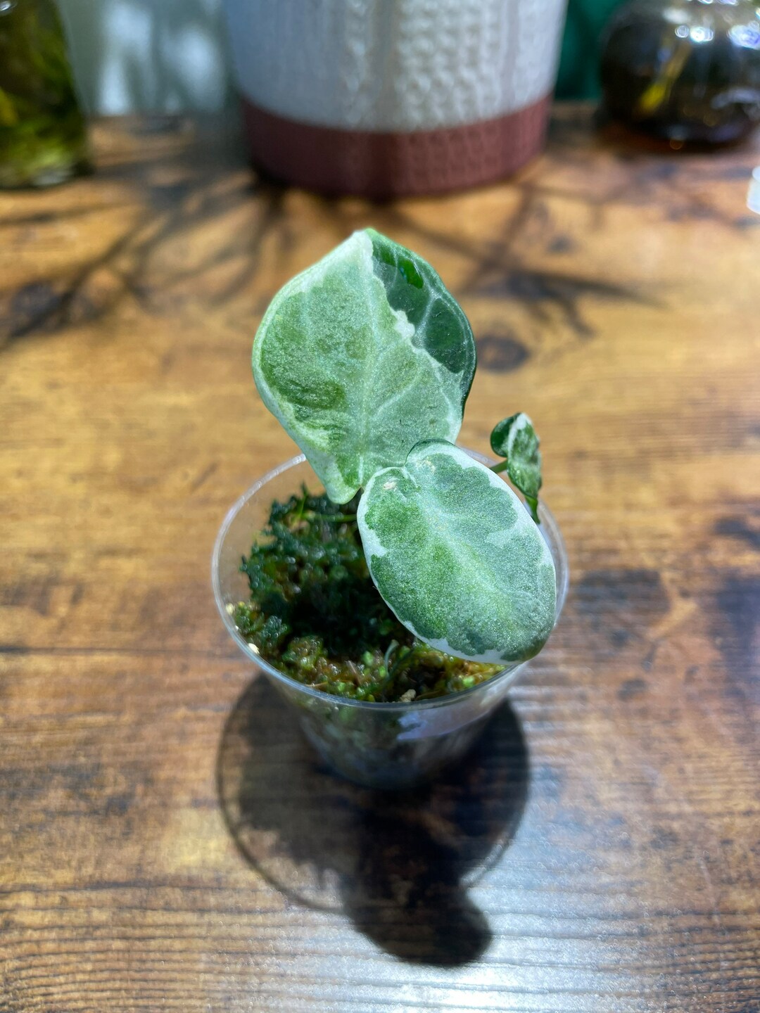 Variegated Black Velvet Alocasia ninja - Etsy