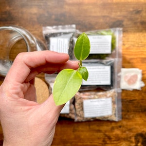 May include: A close-up of a small, vibrant green plant with two large leaves and a few smaller ones. The plant is held in a hand, with several small packets of terrarium supplies in the background. The packets contain various materials for creating a miniature garden.