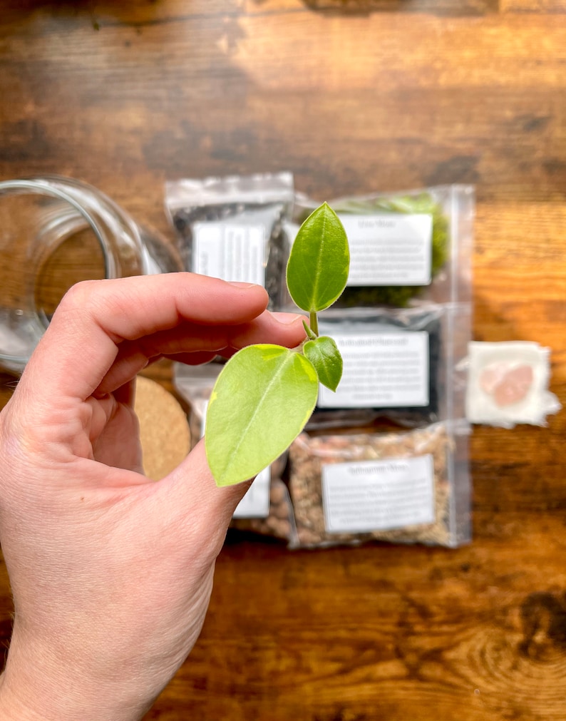 May include: A close-up of a small, vibrant green plant with two large leaves and a few smaller ones. The plant is held in a hand, with several small packets of terrarium supplies in the background. The packets contain various materials for creating a miniature garden.