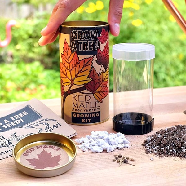 Cherry Blossom Bonsai Kit Etsy