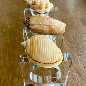 May include: Four seashells of varying shapes and colors are displayed on clear acrylic stands. The shells range from light tan to brown, with striped and textured surfaces. The stands are square with circular openings.