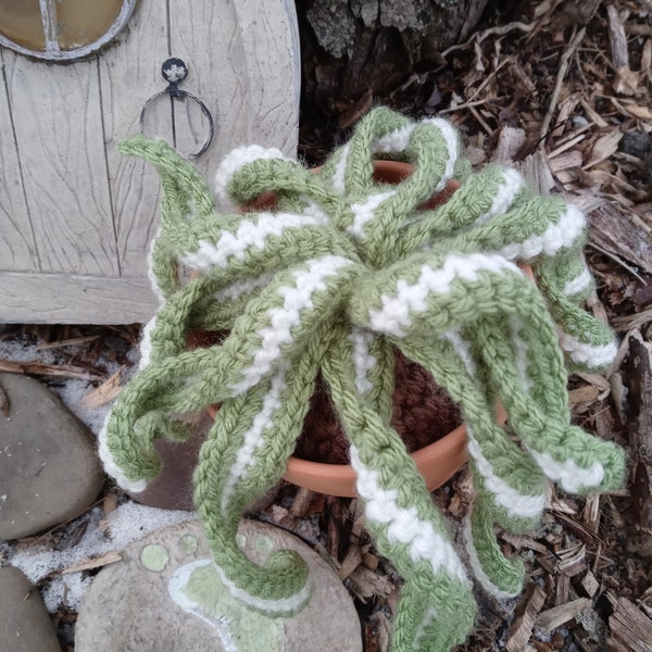 Crochet spider plant in hanger, plant with macrame hanger, amigurumi, hanging plant, home decor, curly spider plant, faux plant