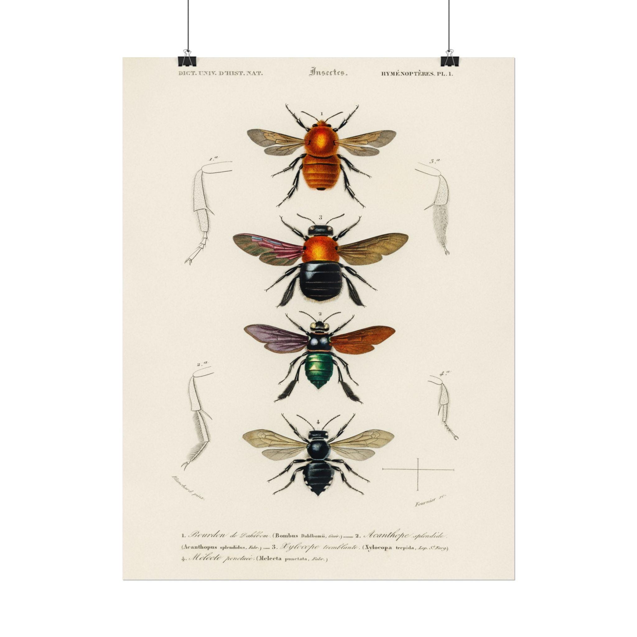 Victorian Insect Science Bees Print: Vintage Insect Illustration, Victorian Entomology Art - Etsy