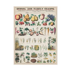 Impressão de gráfico de plantas botânicas vintage, ilustração de ervas em estilo antigo para decoração de cottagecore e boticário