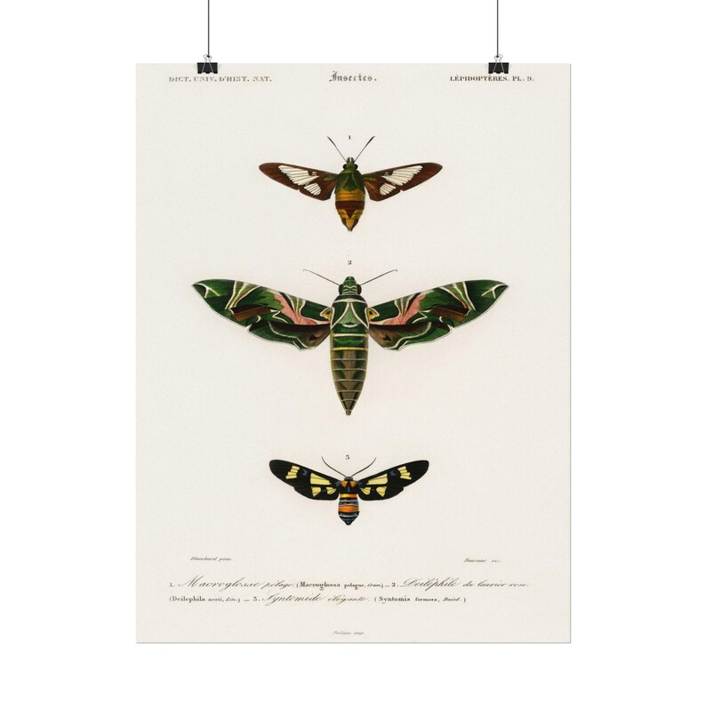 Vintage Moth & Butterfly Illustration Dark Academia Wall Art | Gothic ...