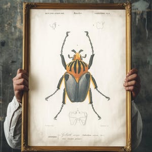 Puede incluir: Una ilustración vintage enmarcada de un escarabajo Goliat, un insecto grande y colorido con rayas negras, amarillas y naranjas. La ilustración se titula "Goliathus regius" y forma parte de una serie sobre Coleoptera, o escarabajos.
