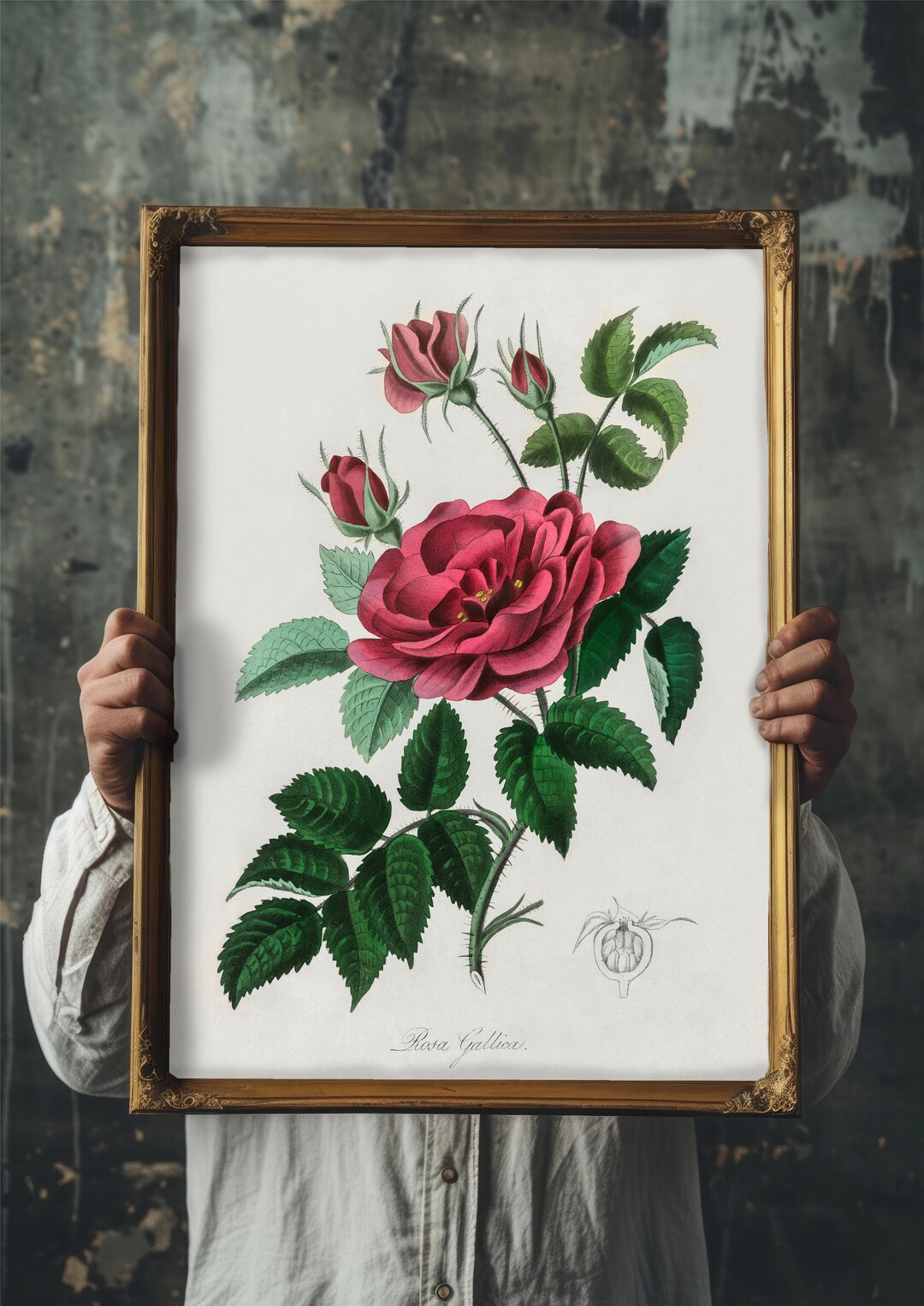 Vintage French Rose Art Print: Elegant Botanical Wall Decor - Etsy